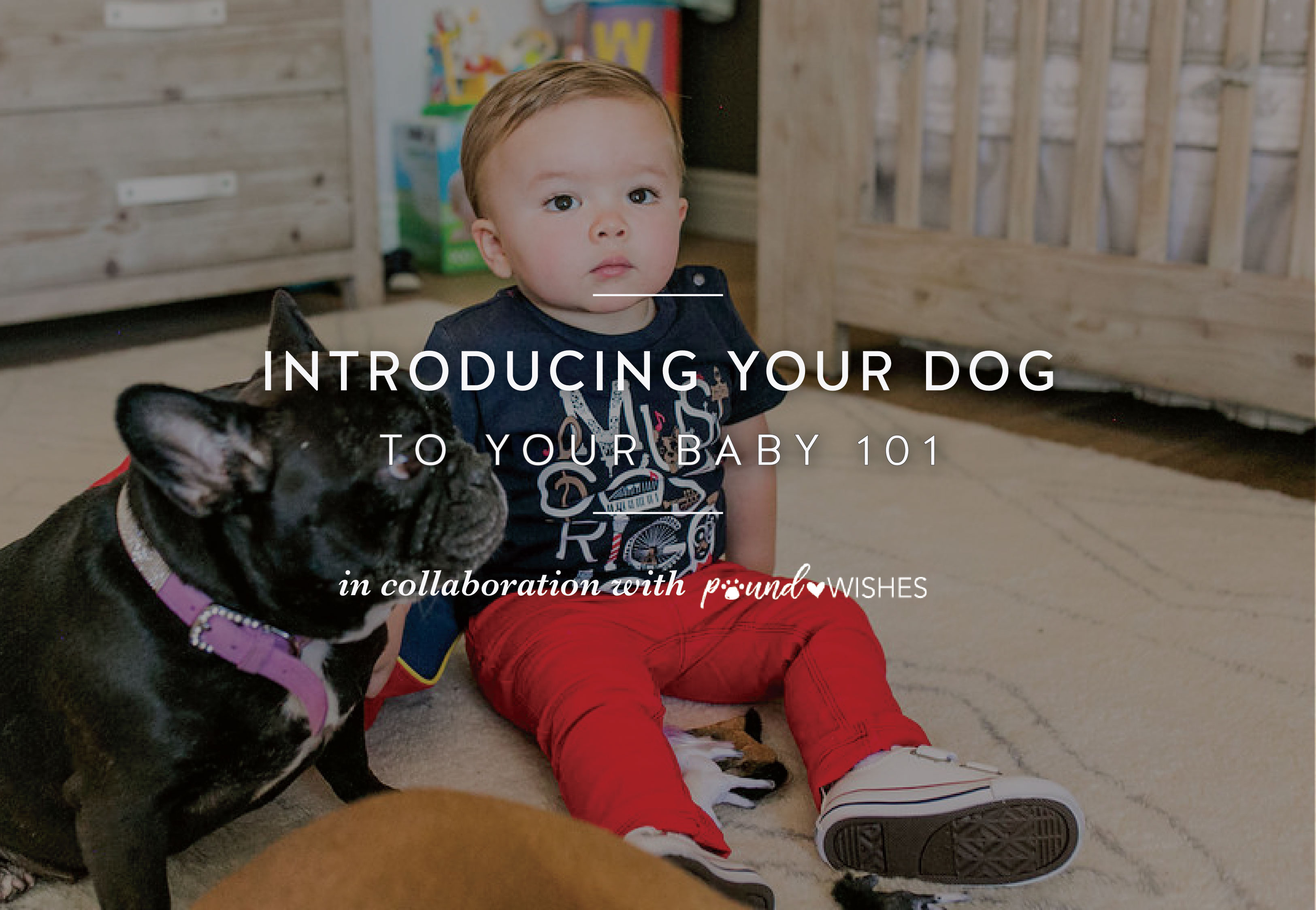 How to Introduce Your Dog to Your Baby poundWISHES Call Me Lore