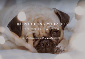 Call Me Lore's How To Introduce A Dog To Your Baby with poundWISHES